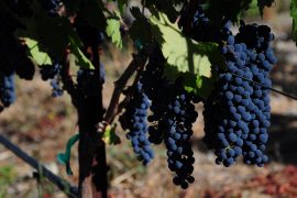 Каберне-совиньон виноград и вино