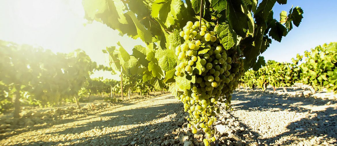 Альбариньо обзор вина из сорта винограда