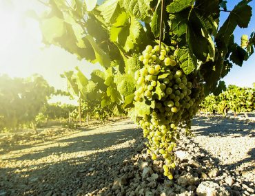 Альбариньо обзор вина из сорта винограда